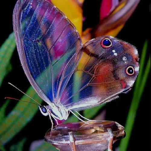جواد خادمی دل شده یک کاسه خون به لبم داغ جنون